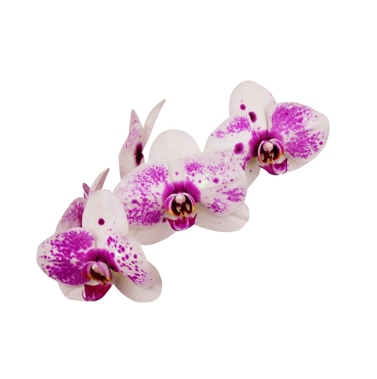 White Violet Orchid Flower Seeds – Non-GMO, Ideal for Indoor and Garden Planting - Violet for planting in home garden